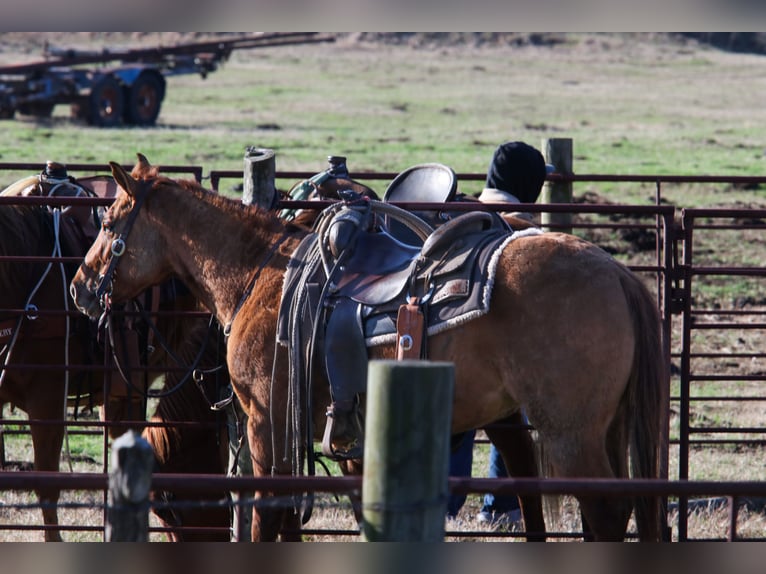 American Quarter Horse Gelding 3 years 14,1 hh Red Dun in Carthage, TX