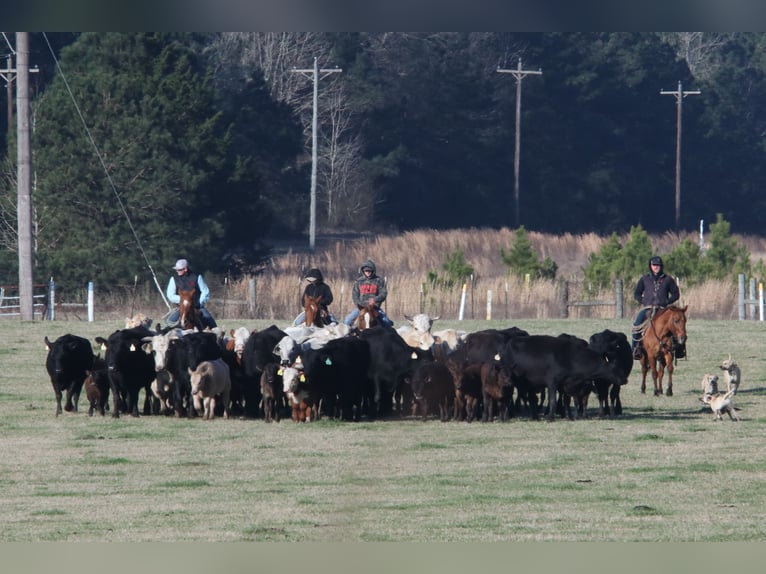 American Quarter Horse Gelding 3 years 14,1 hh Red Dun in Carthage, TX