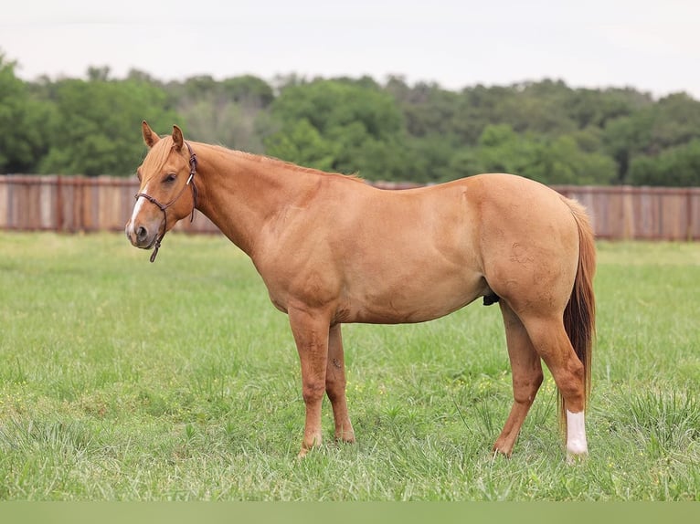 American Quarter Horse Gelding 3 years 14,1 hh Red Dun in Adair OK