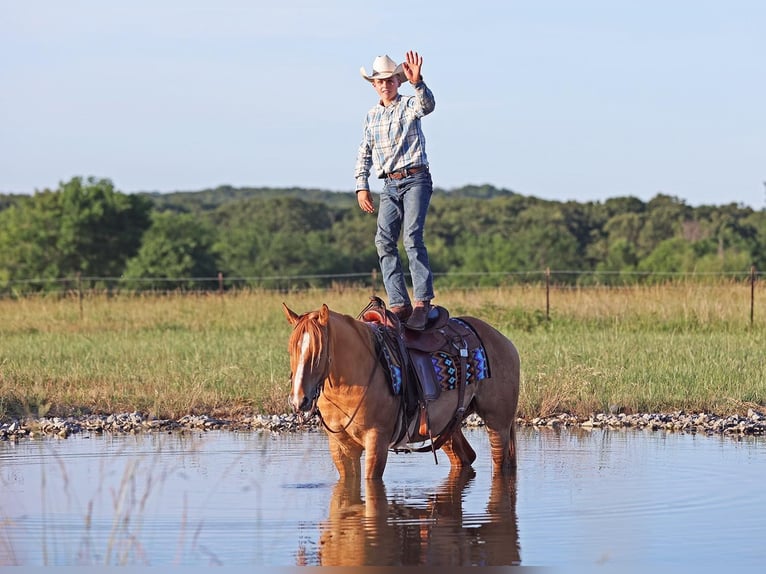 American Quarter Horse Gelding 3 years 14,1 hh Red Dun in Adair OK