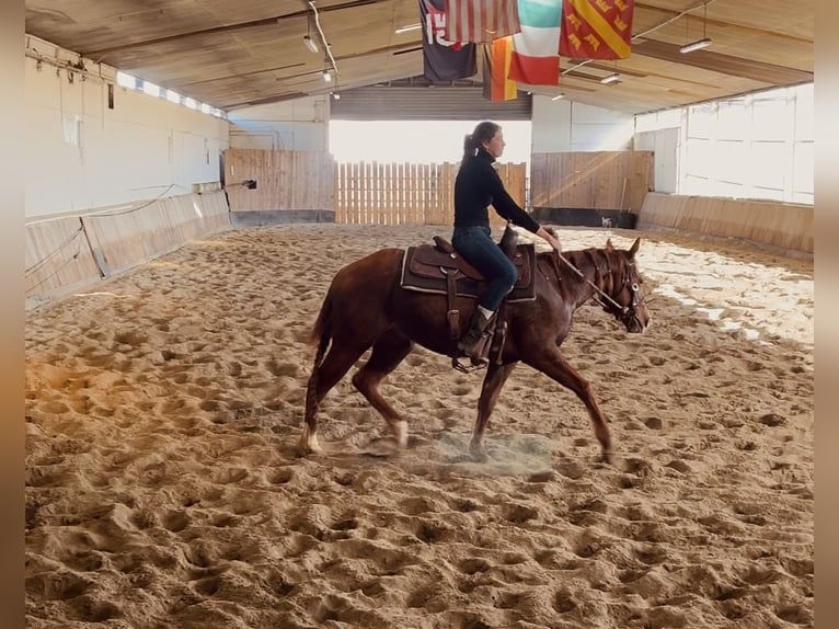 American Quarter Horse Gelding 3 years 14.1 hh  in Kappelen