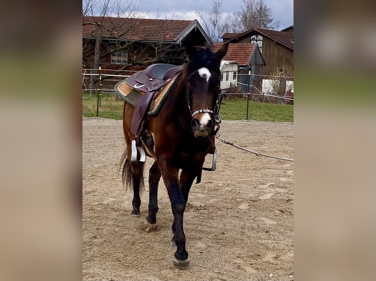 American Quarter Horse Gelding 3 years 14.2 hh Bay-Dark in Eglfing