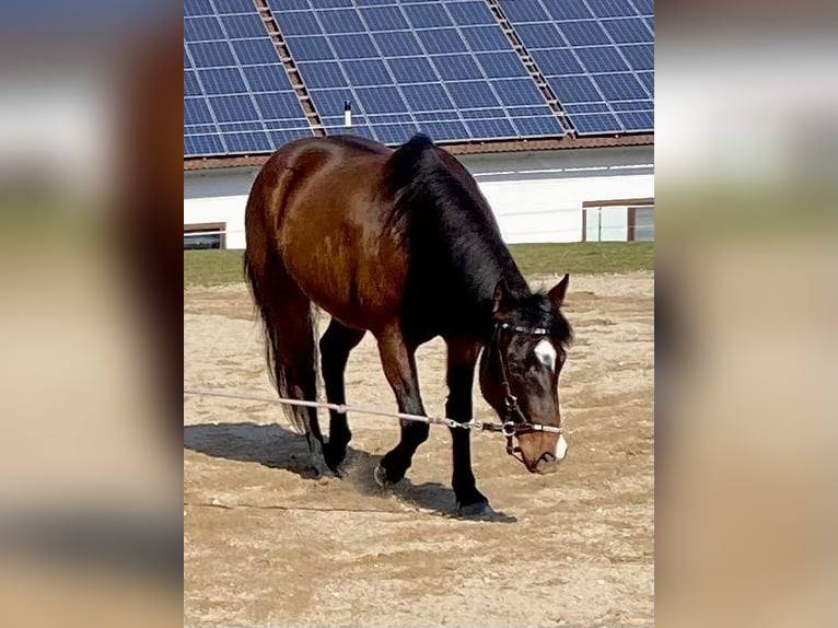 American Quarter Horse Gelding 3 years 14.2 hh Bay-Dark in Eglfing
