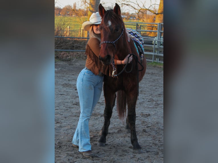 American Quarter Horse Gelding 3 years 14,2 hh Bay-Dark in Katwijk