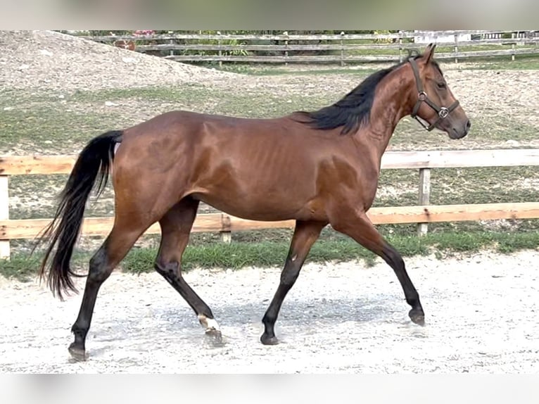 American Quarter Horse Gelding 3 years 14.2 hh Brown in Oberdrauburg