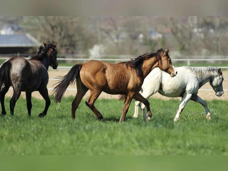 American Quarter Horse Gelding 3 years 14.2 hh Brown in Waldshut-Tiengen