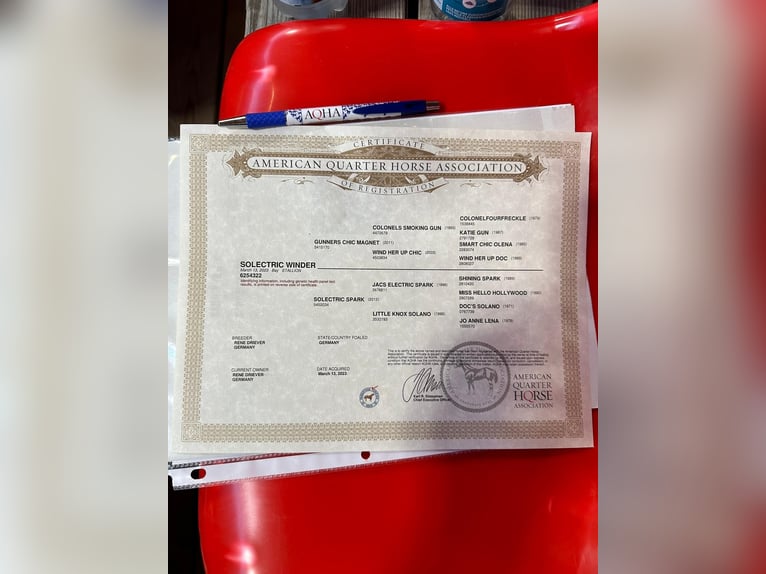 American Quarter Horse Gelding 3 years 14.2 hh Brown in Steyerberg Deblinghausen