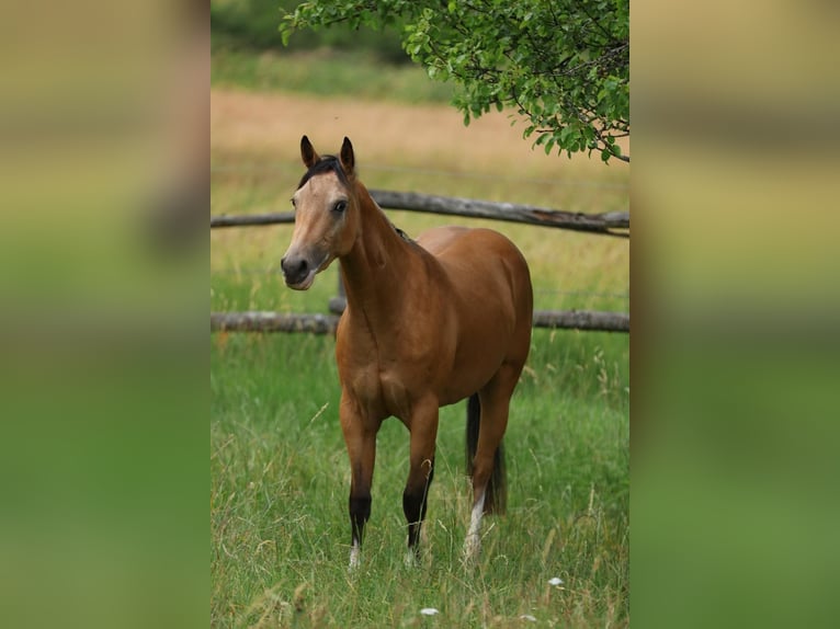 American Quarter Horse Gelding 3 years 14.2 hh Buckskin in Reichweiler