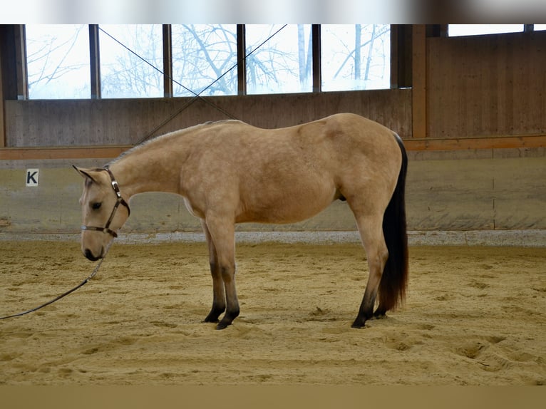 American Quarter Horse Gelding 3 years 14,2 hh Buckskin in Lüdinghausen