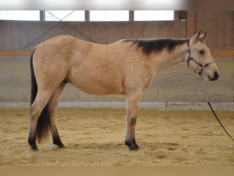 American Quarter Horse Gelding 3 years 14,2 hh Buckskin in Lüdinghausen