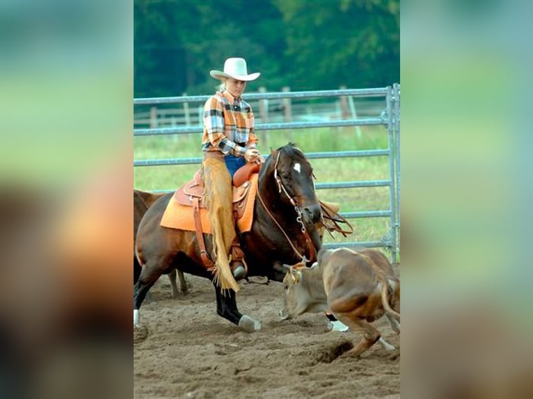 American Quarter Horse Gelding 3 years 14,2 hh Buckskin in Lüdinghausen