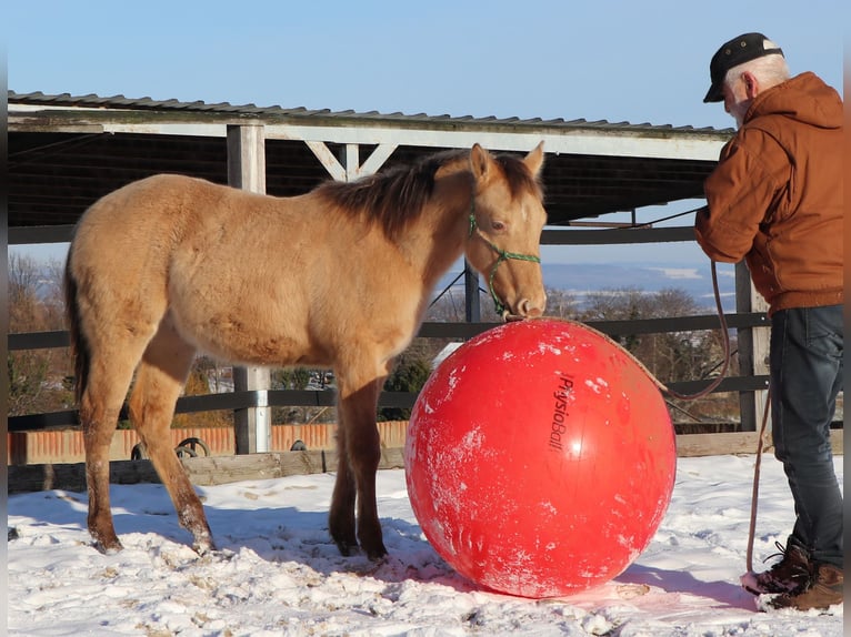 American Quarter Horse Gelding 3 years 14,2 hh Champagne in Müglitztal