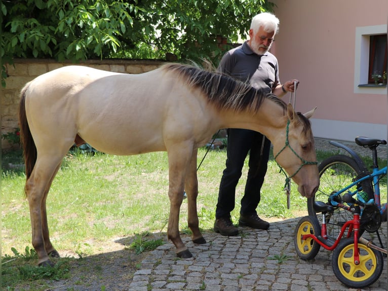 American Quarter Horse Gelding 3 years 14,2 hh Champagne in Müglitztal