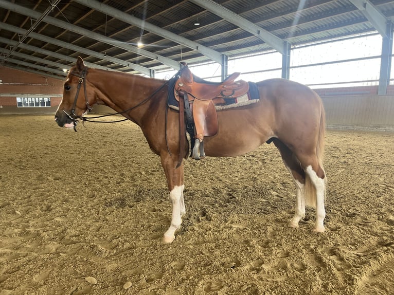 American Quarter Horse Gelding 3 years 14.2 hh Chestnut-Red in Selm