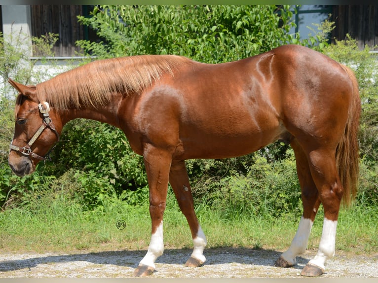 American Quarter Horse Gelding 3 years 14,2 hh Chestnut-Red in Moosthenning