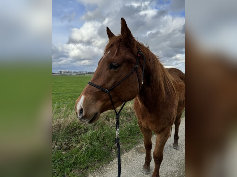 American Quarter Horse Gelding 3 years 14,2 hh Chestnut-Red in Zevenbergen
