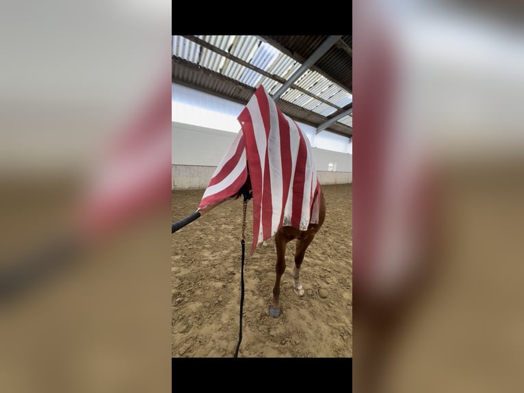 American Quarter Horse Gelding 3 years 14.2 hh Chestnut-Red in Metelen