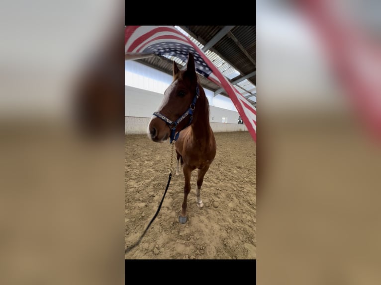 American Quarter Horse Gelding 3 years 14.2 hh Chestnut-Red in Metelen