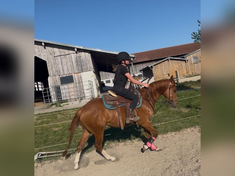 American Quarter Horse Gelding 3 years 14.2 hh Chestnut in Wasserburg am Inn