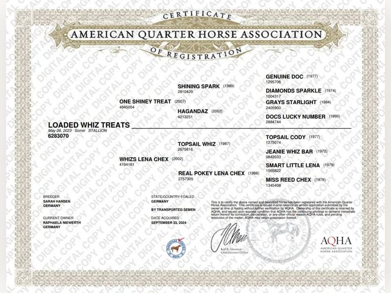 American Quarter Horse Gelding 3 years 14.2 hh  in Havixbeck
