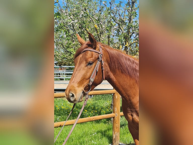 American Quarter Horse Gelding 3 years 14.2 hh  in Harth-Pöllnitz