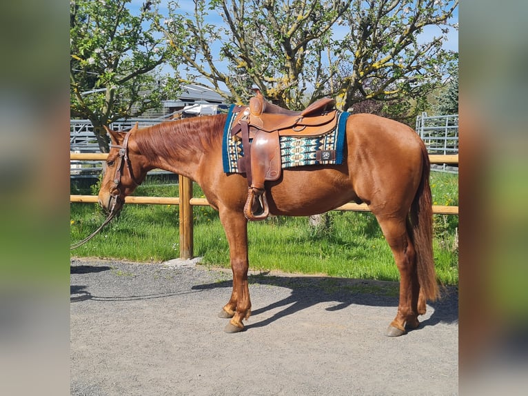 American Quarter Horse Gelding 3 years 14.2 hh  in Harth-Pöllnitz