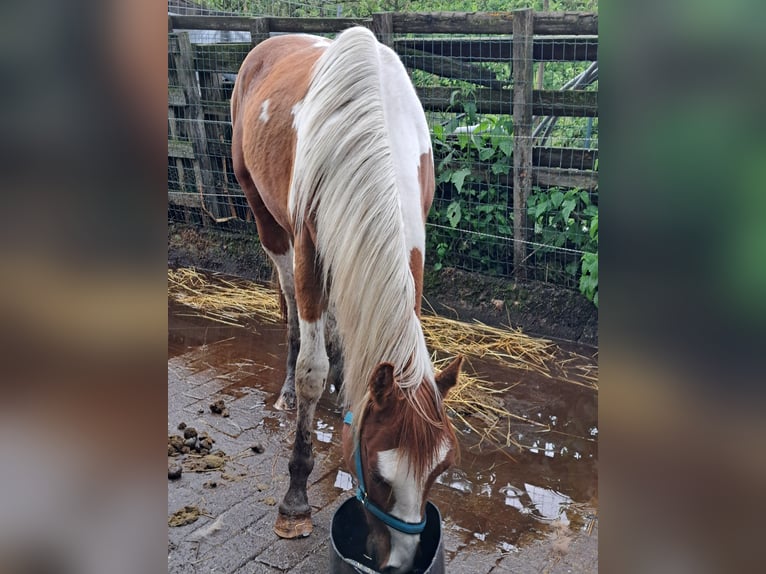 American Quarter Horse Gelding 3 years 14,2 hh Overo-all-colors in Dessel