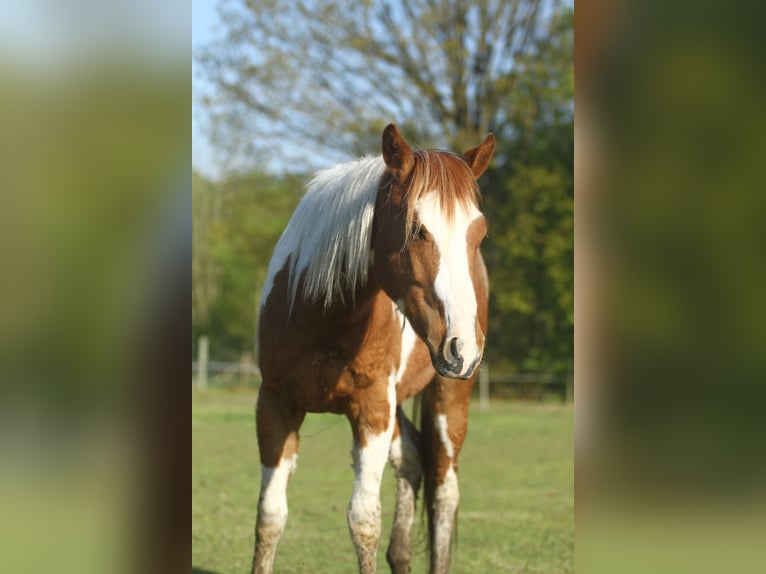 American Quarter Horse Gelding 3 years 14,2 hh Overo-all-colors in Dessel