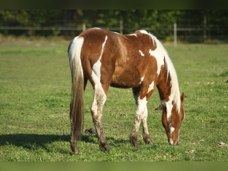 American Quarter Horse Gelding 3 years 14,2 hh Overo-all-colors in Dessel