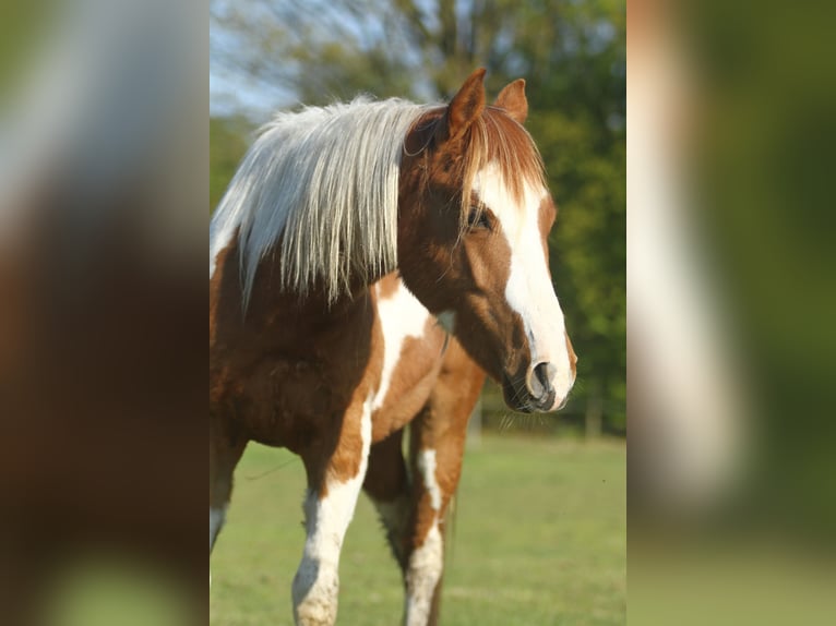 American Quarter Horse Gelding 3 years 14,2 hh Overo-all-colors in Dessel