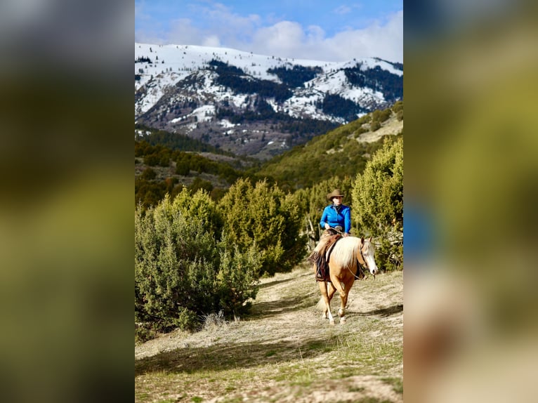 American Quarter Horse Gelding 3 years 14.2 hh Palomino in Ogden