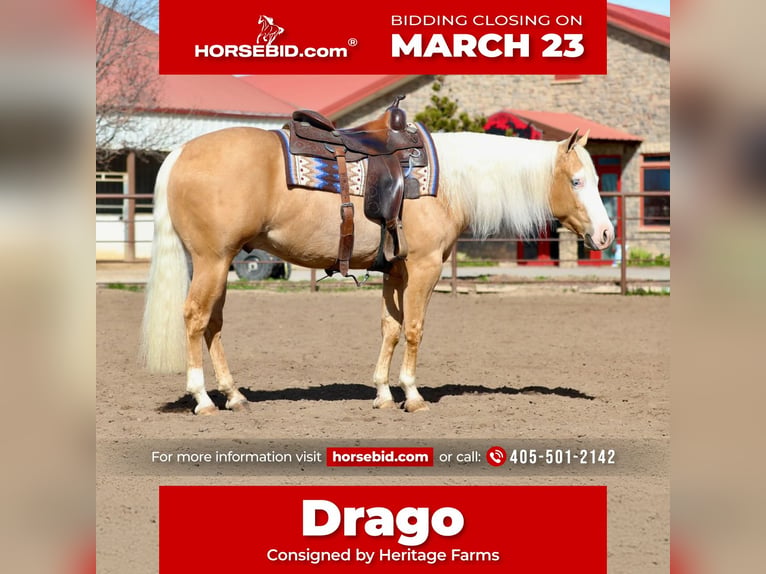 American Quarter Horse Gelding 3 years 14.2 hh Palomino in Ogden