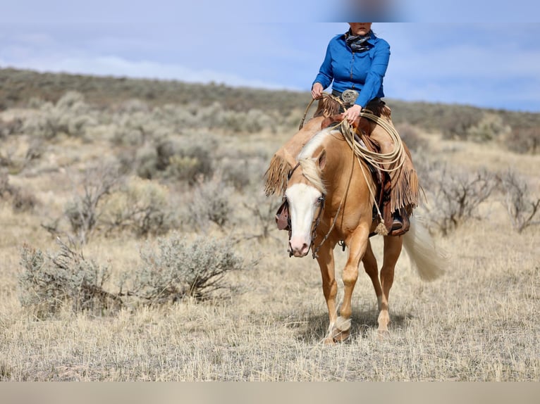 American Quarter Horse Gelding 3 years 14.2 hh Palomino in Ogden