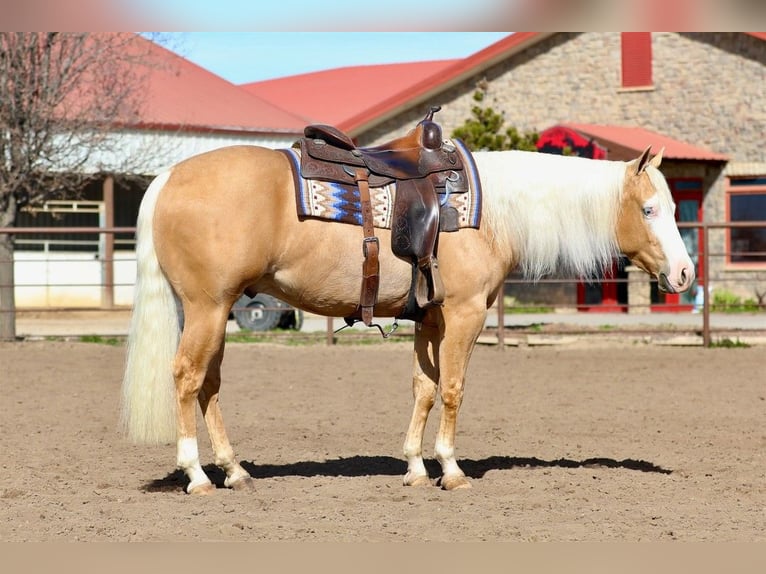 American Quarter Horse Gelding 3 years 14.2 hh Palomino in Ogden