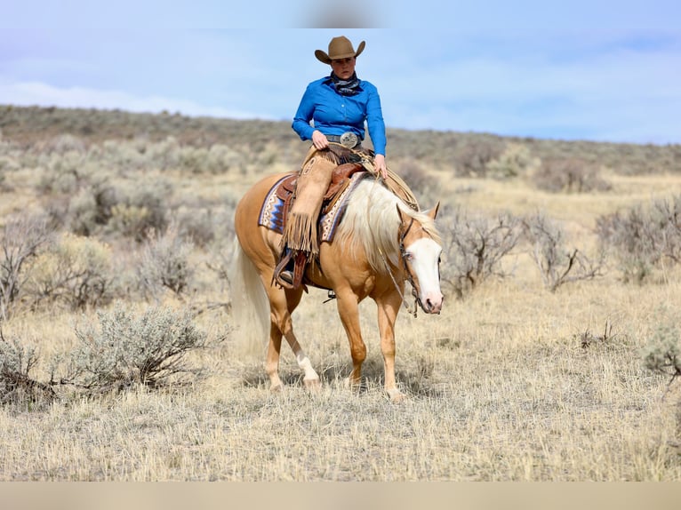 American Quarter Horse Gelding 3 years 14.2 hh Palomino in Ogden