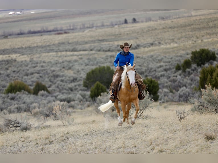 American Quarter Horse Gelding 3 years 14.2 hh Palomino in Ogden