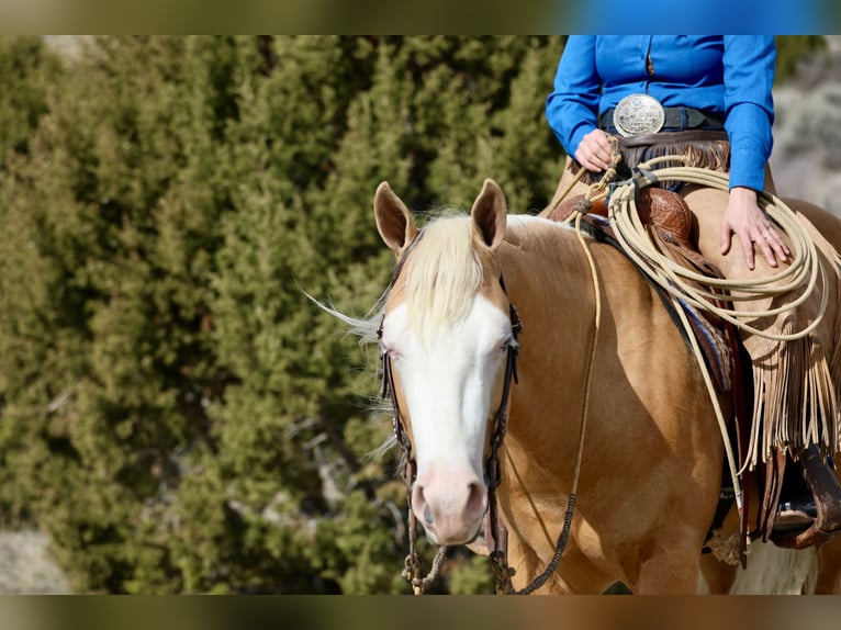 American Quarter Horse Gelding 3 years 14.2 hh Palomino in Ogden