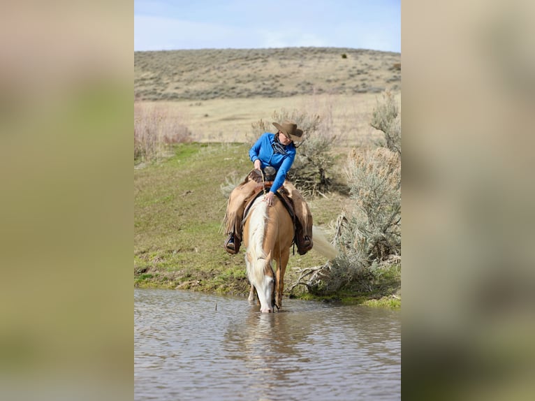 American Quarter Horse Gelding 3 years 14.2 hh Palomino in Ogden