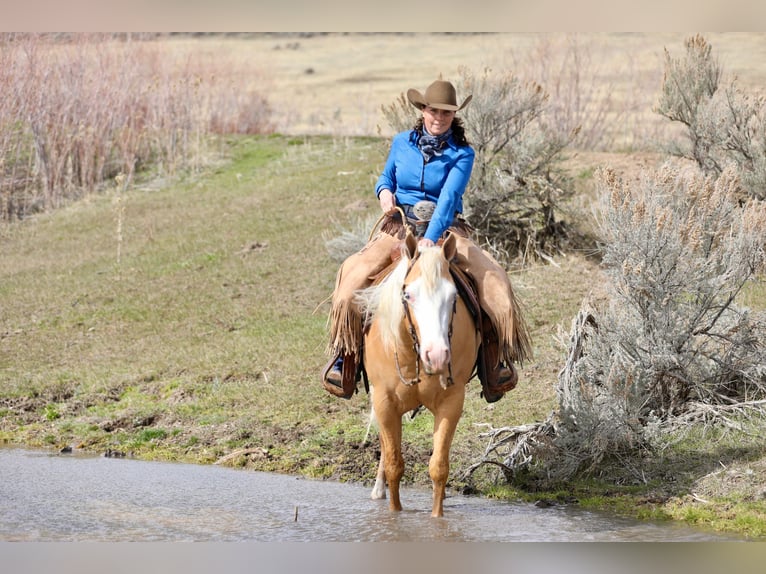 American Quarter Horse Gelding 3 years 14.2 hh Palomino in Ogden