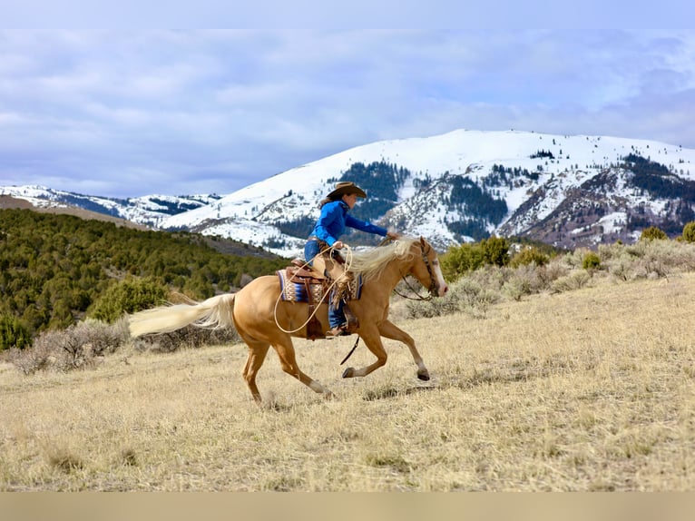 American Quarter Horse Gelding 3 years 14.2 hh Palomino in Ogden