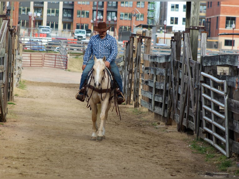 American Quarter Horse Gelding 3 years 14,2 hh Palomino in Stephenville, TX