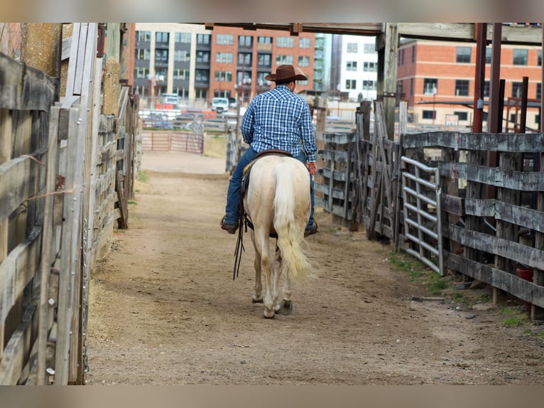 American Quarter Horse Gelding 3 years 14,2 hh Palomino in Stephenville, TX