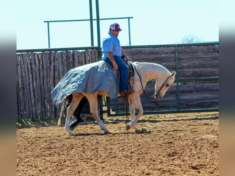 American Quarter Horse Gelding 3 years 14,2 hh Palomino in Stephenville, TX