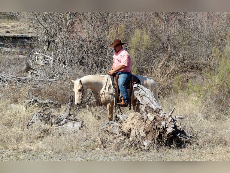 American Quarter Horse Gelding 3 years 14,2 hh Palomino in Stephenville, TX