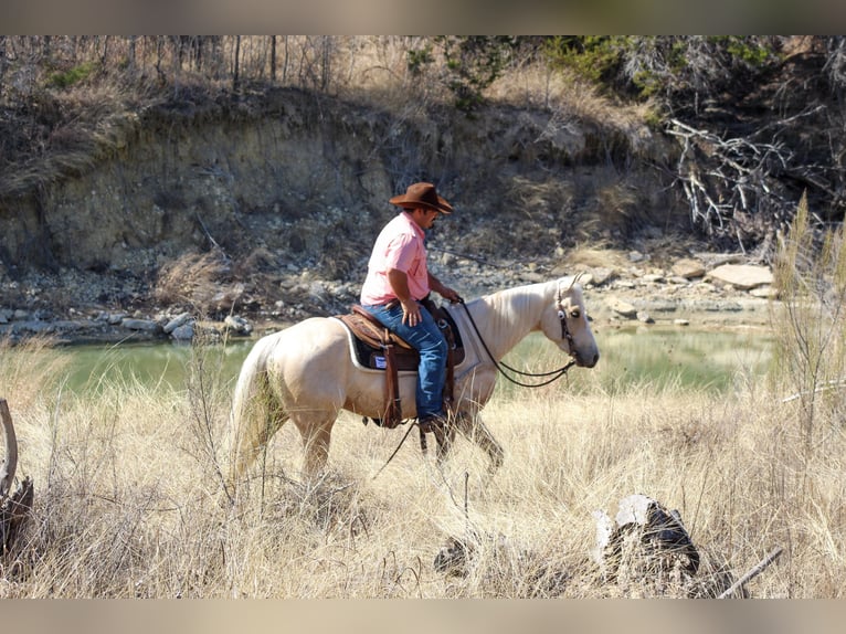 American Quarter Horse Gelding 3 years 14,2 hh Palomino in Stephenville, TX