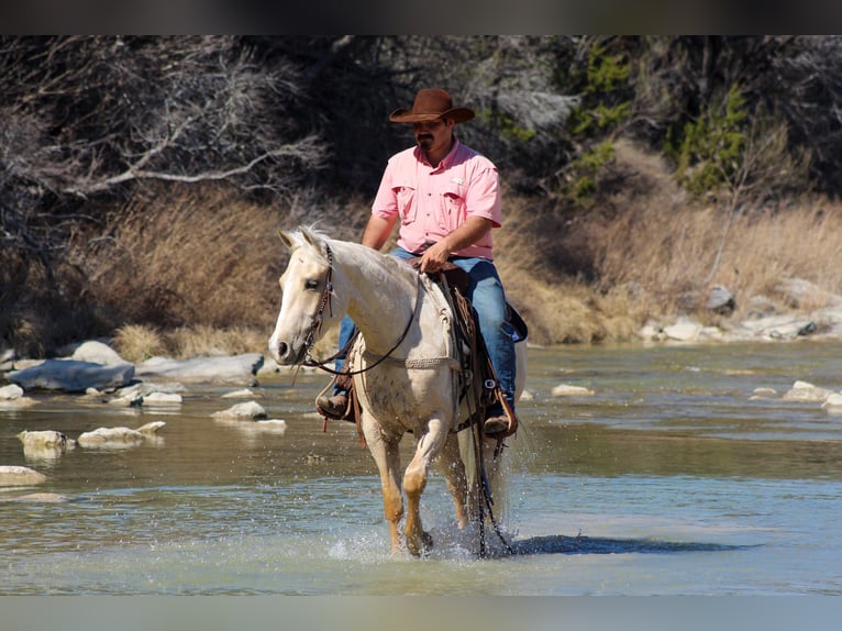 American Quarter Horse Gelding 3 years 14,2 hh Palomino in Stephenville, TX