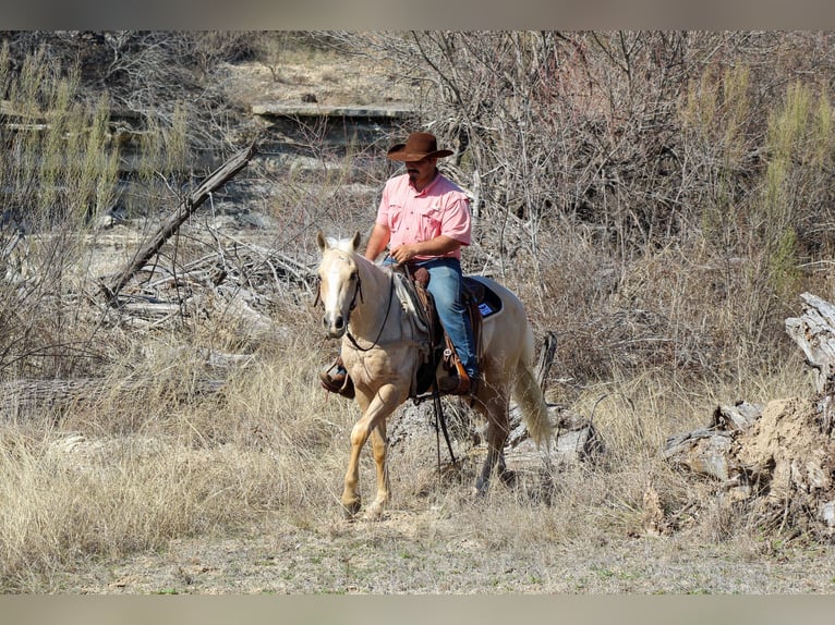 American Quarter Horse Gelding 3 years 14,2 hh Palomino in Stephenville, TX