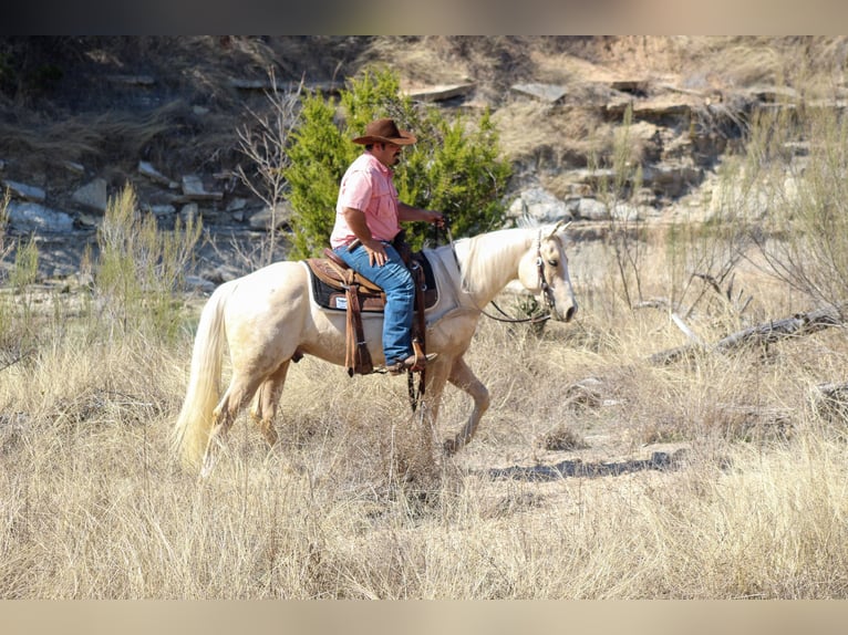 American Quarter Horse Gelding 3 years 14,2 hh Palomino in Stephenville, TX