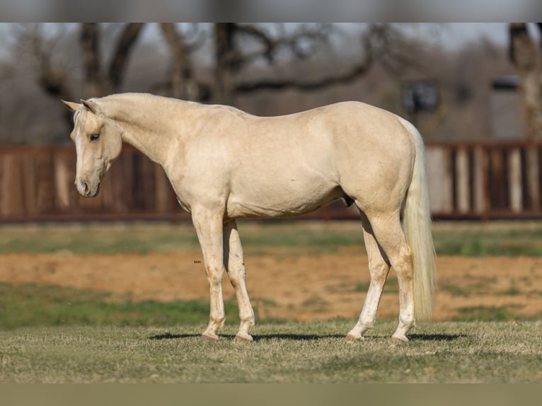 American Quarter Horse Gelding 3 years 14,2 hh Palomino in Stephenville, TX