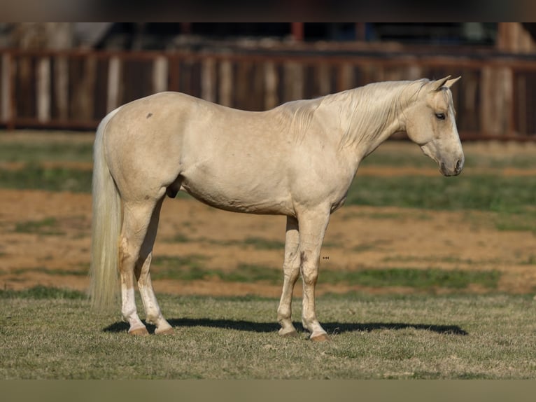 American Quarter Horse Gelding 3 years 14,2 hh Palomino in Stephenville, TX